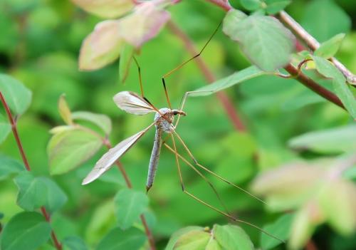 Réf. 222 392 : Tipula oleracea